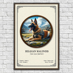 Belgisk Malinois Zoologisk Serie Poster