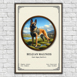 Belgisk Malinois Zoologisk Serie Poster