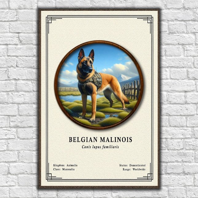 Belgisk Malinois Zoologisk Serie Poster (Skapare uppladdad)