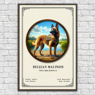 Belgisk Malinois Zoologisk Serie Poster