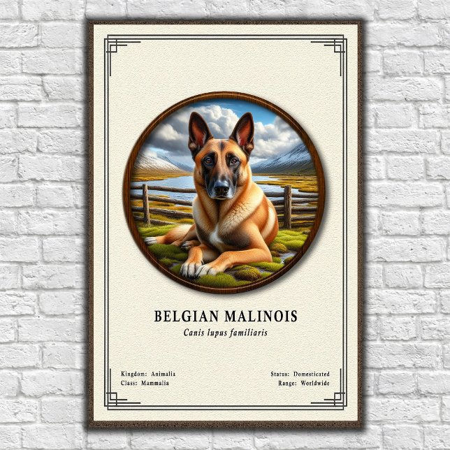 Belgisk Malinois Zoologisk Serie Poster (Skapare uppladdad)