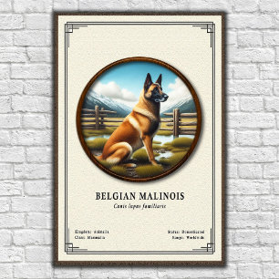 Belgisk Malinois Zoologisk Serie Poster