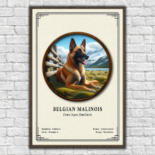Belgisk Malinois Zoologisk Serie Poster