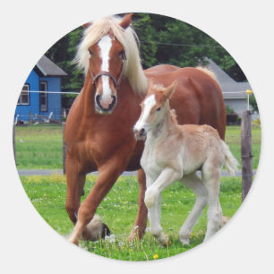 belgisk Mare och ungsto Runt Klistermärke