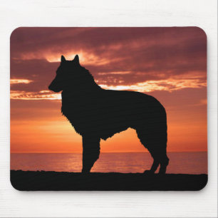 Belgisk Sheepdog Musmatta