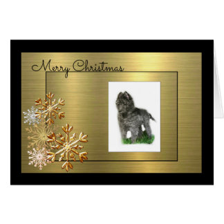 Belgisk Sheepdog OBS Kort