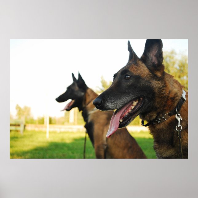 belgisk shepherd malinois poster (Framsidan)