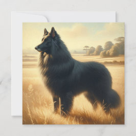 Belgisk vallhund kort