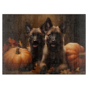 Belgisk Vallhund-valp Höstens Glädje Pumpa