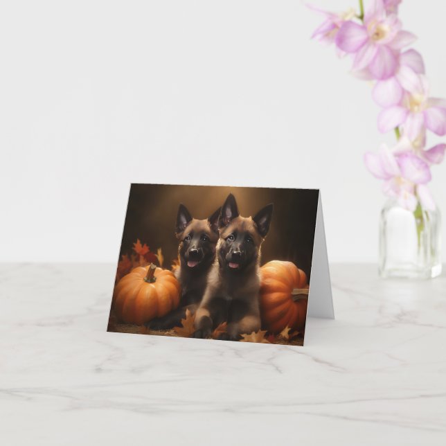 Belgisk vallhund-valp Höstglädje Pumpa Kort (Orkide)
