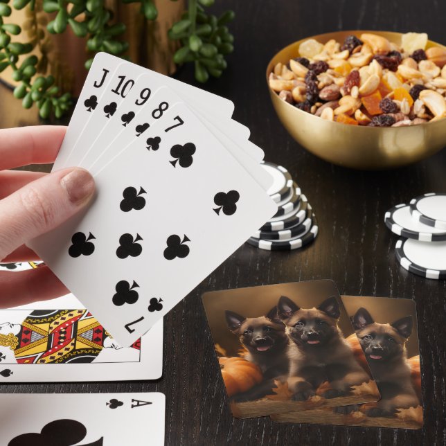 Belgisk Vallhundvalp Höstens Glädje Pumpa Casinokort (På plats)