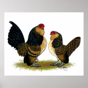 Belgiska d'Anvers Bantams: Quail Poster
