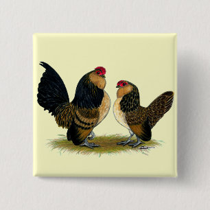 Belgiska d'AnversBantams: Quail Knapp