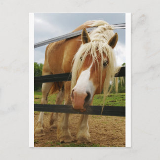 Belgiska Draft Horse, Har Carrots? Vykort
