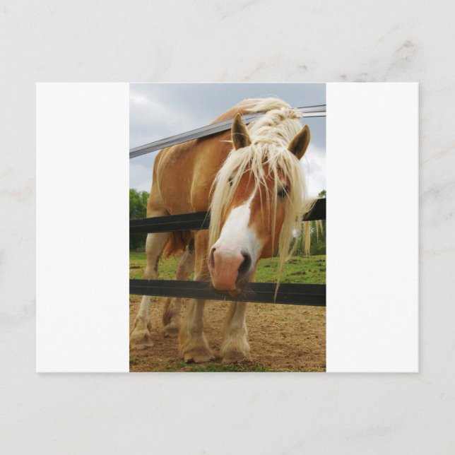 Belgiska Draft Horse, Har Carrots? Vykort (Framsida)