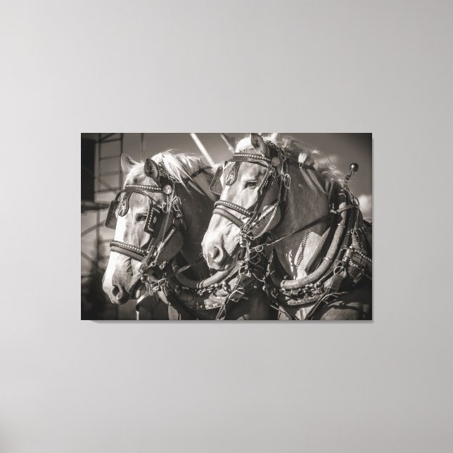 Belgiska draghästar canvastryck (Framsida)