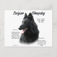 Belgiska fårhundshistorik; allt om fårhundar