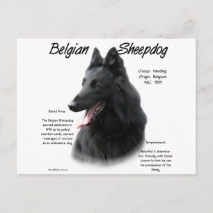 Belgiska fårhundshistorik; allt om fårhundar vykort