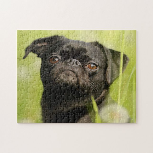 Belgiska Griffon Hund. Pussel (Horisontell)