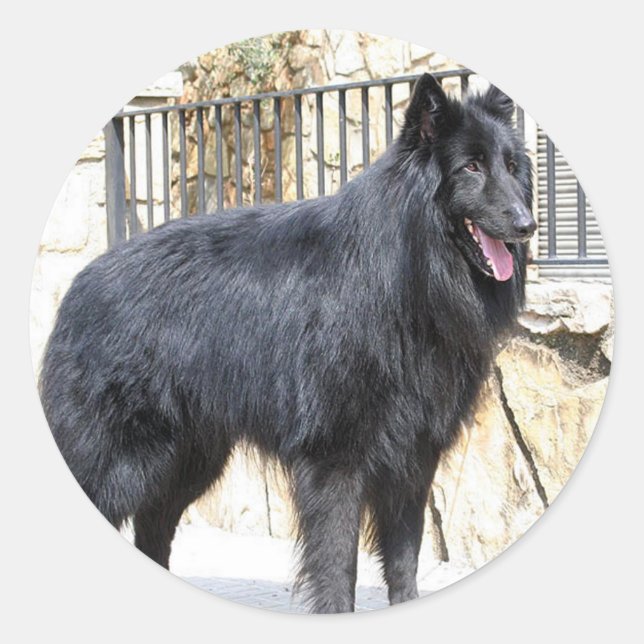 Belgiska (Groenendael) fullt Runt Klistermärke (Framsida)