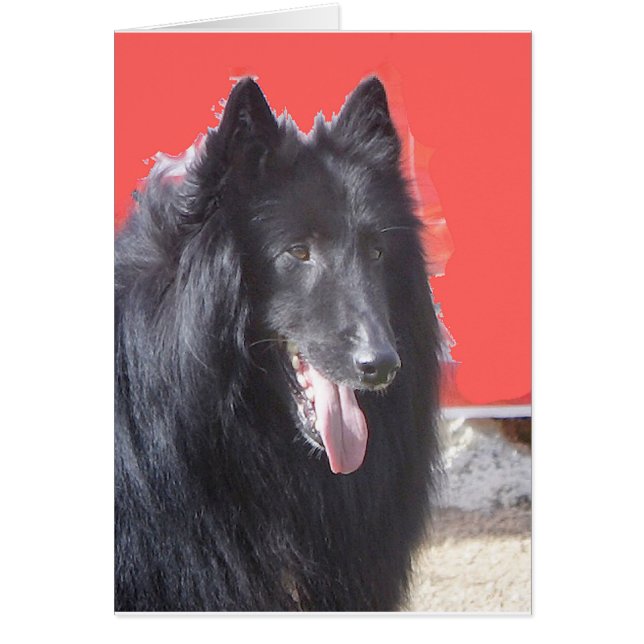 Belgiska Groenendael Hälsningskort (Framsidan)