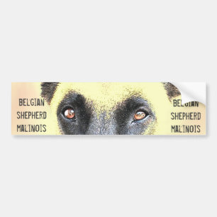 Belgiska herdemalinois för bildekal