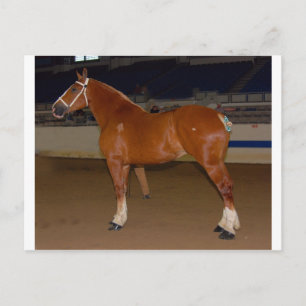Belgiska i show ring vykort