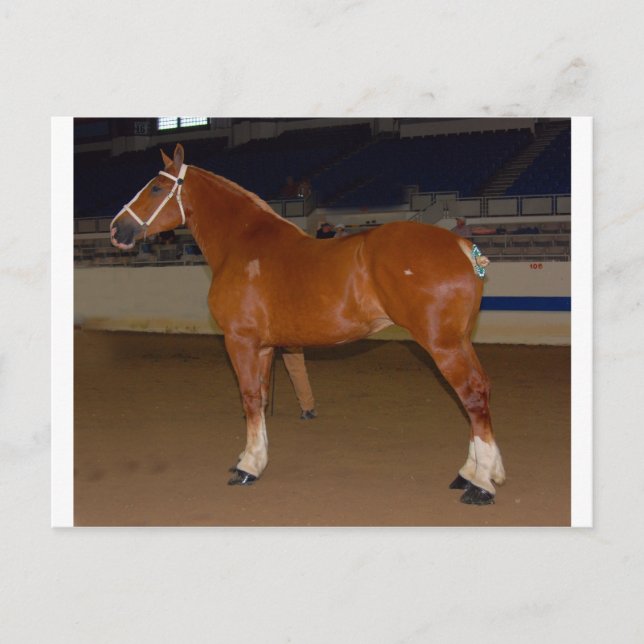 Belgiska i show ring vykort (Framsida)