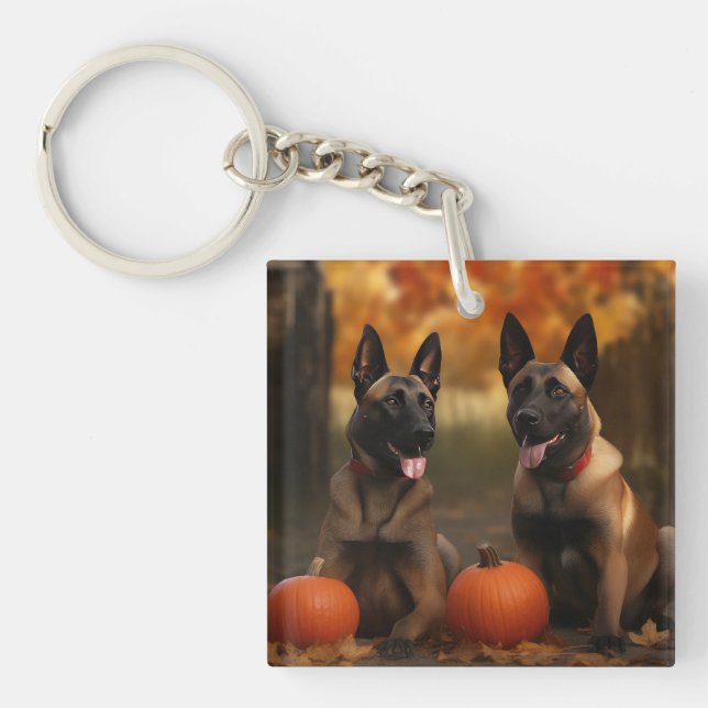 Belgiska Malinoi Puppy Autumn Delight Pumpkin (Framsidan)
