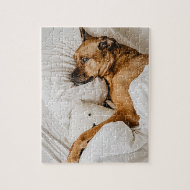 Belgiska Malinois Boxer | Adsible Lazy Hund Photo Pussel (Vertikal)
