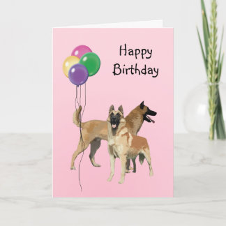 Belgiska malinois, födelsedagsballonger kort