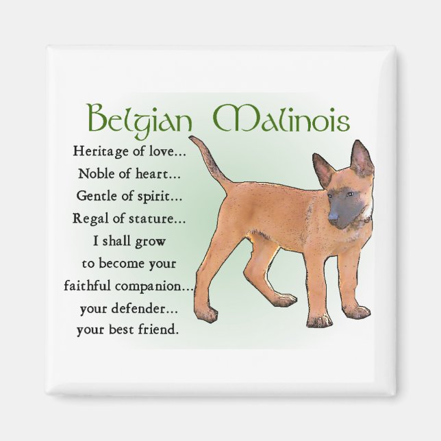 Belgiska Malinois-gåvor Magnet (Framsidan)