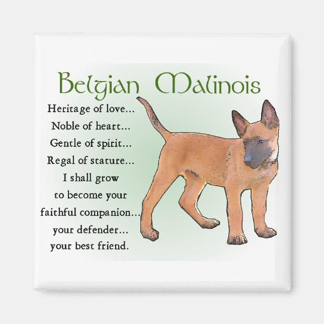 Belgiska Malinois-gåvor Magnet (Framsidan)