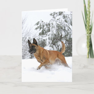 Belgiska malinois-hälsningskort i Snö Helgkort