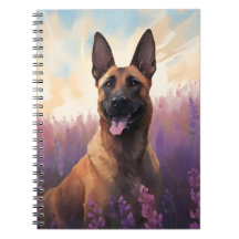 Belgiska Malinois i Lavender fält