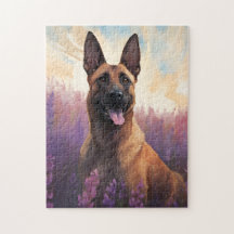 Belgiska Malinois i Lavender fält