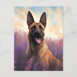 Belgiska Malinois i Lavender fält Vykort