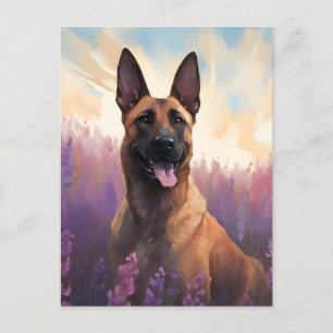 Belgiska Malinois i Lavender fält Vykort