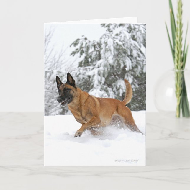 Belgiska Malinois-kortet i Snö Kort (Framsida)