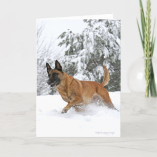 Belgiska Malinois-kortet i Snö Kort