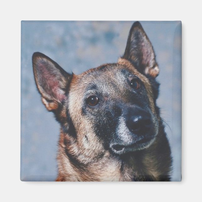 Belgiska Malinois Magnet (Framsidan)