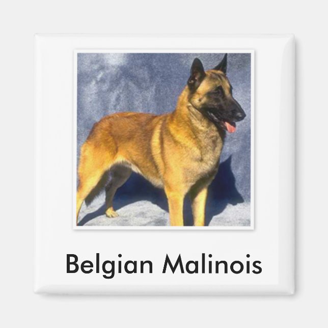 Belgiska Malinois Magnet (Framsidan)