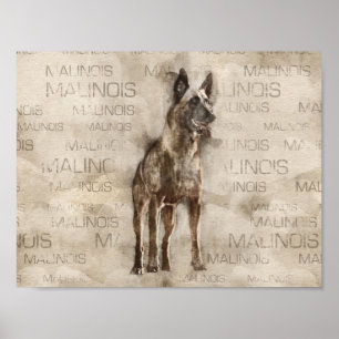 Belgiska Malinois - Mechelaar - Maligator Poster