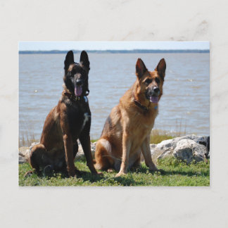 Belgiska Malinois och tyska shepherd Vykort