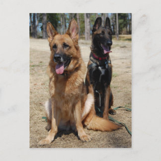 Belgiska Malinois och tyska shepherd Vykort