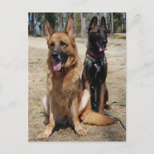 Belgiska Malinois och tyska shepherd Vykort (Framsida)