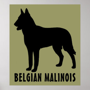 Belgiska Malinois Poster