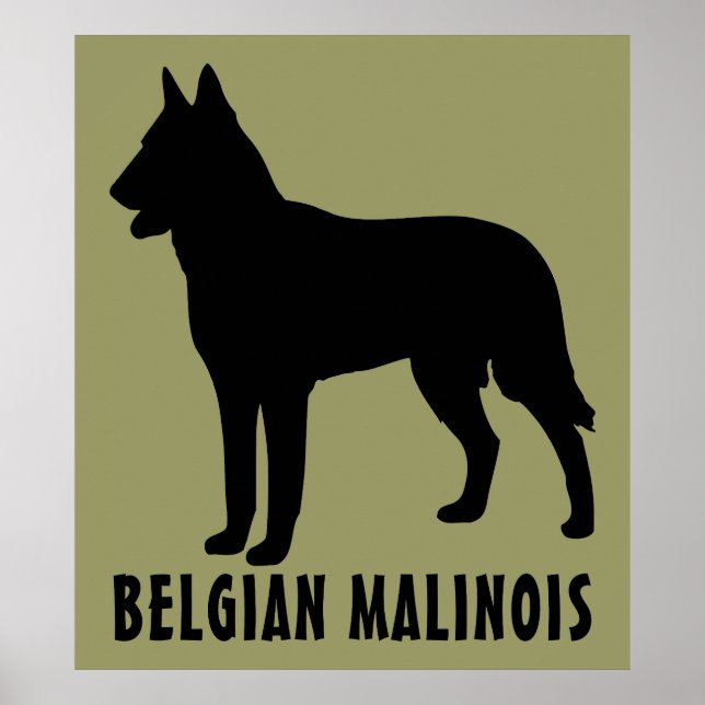 Belgiska Malinois Poster (Framsidan)