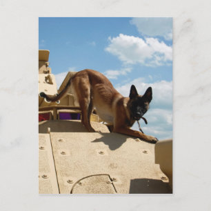 Belgiska Malinois Vykort