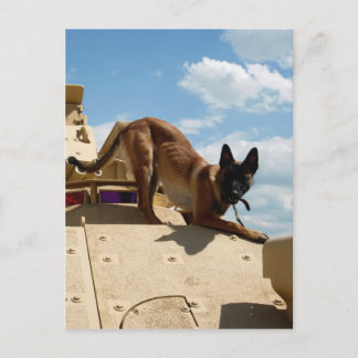 Belgiska Malinois Vykort